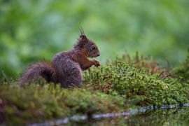 Lief eekhoorntje aan het water. von Henk v Hoek
