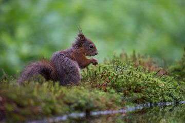Lief eekhoorntje aan het water. by Henk v Hoek