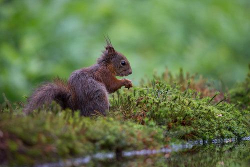 Lief eekhoorntje aan het water.
