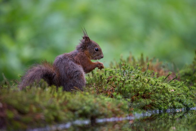 Lief eekhoorntje aan het water. par Henk v Hoek