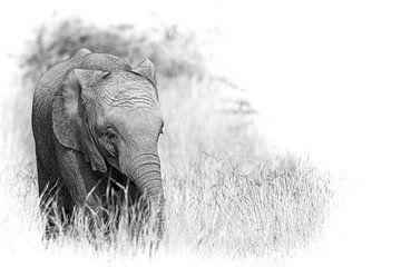 Baby olifant, Zuid-Afrika. van Gunter Nuyts
