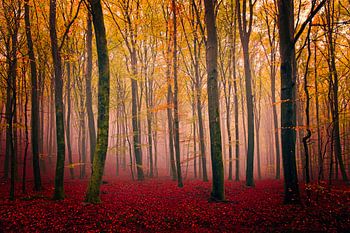 Schöner Buchenwald.