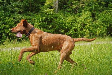 Auf der Wiese mit einem braunen Magyar Vizsla Drahthaar.