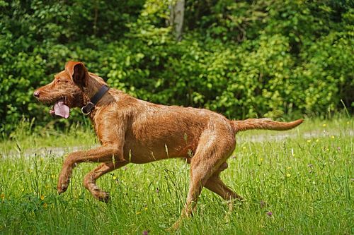 In de wei met een bruine Magyar Vizsla draadhaar.