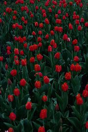 Tulpenfeld von Milan Markovic