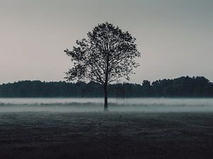Baum in einer nebligen Wiese mit Wald im Hintergrund