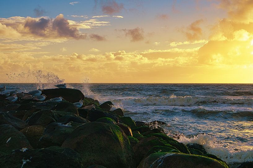 Zeemeeuwen in de zonsondergang op het strand van Blåvand van Martin Köbsch