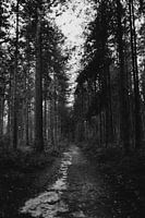 La piste forestière Veluwe Black White