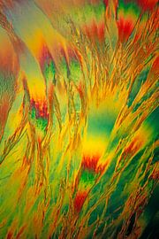 Testosteron propinate van André Wieringa