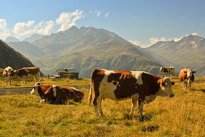 Vaches
