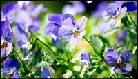 Bloemen