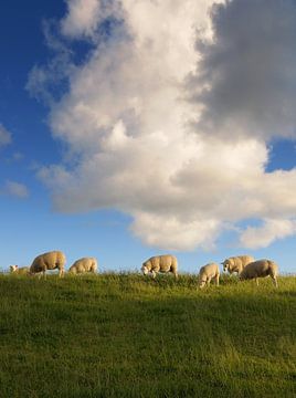 Sheep by Martijn Schornagel