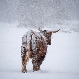 Schottischer Highlander weiß mit Schnee
