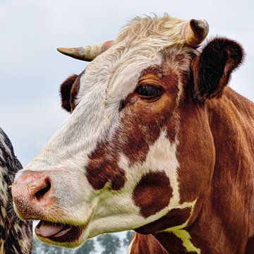 Roodbont koe in de wei van Hendrik-Jan Kornelis