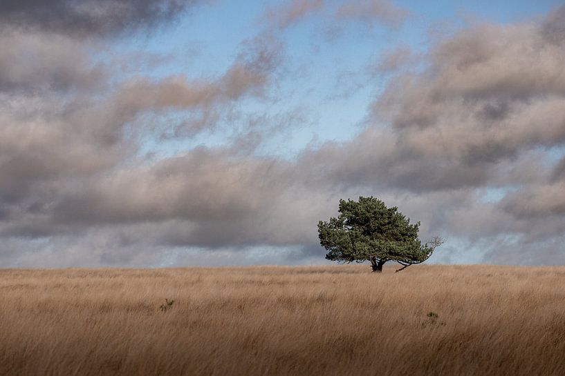 peace and quiet by Roy Kreeftenberg