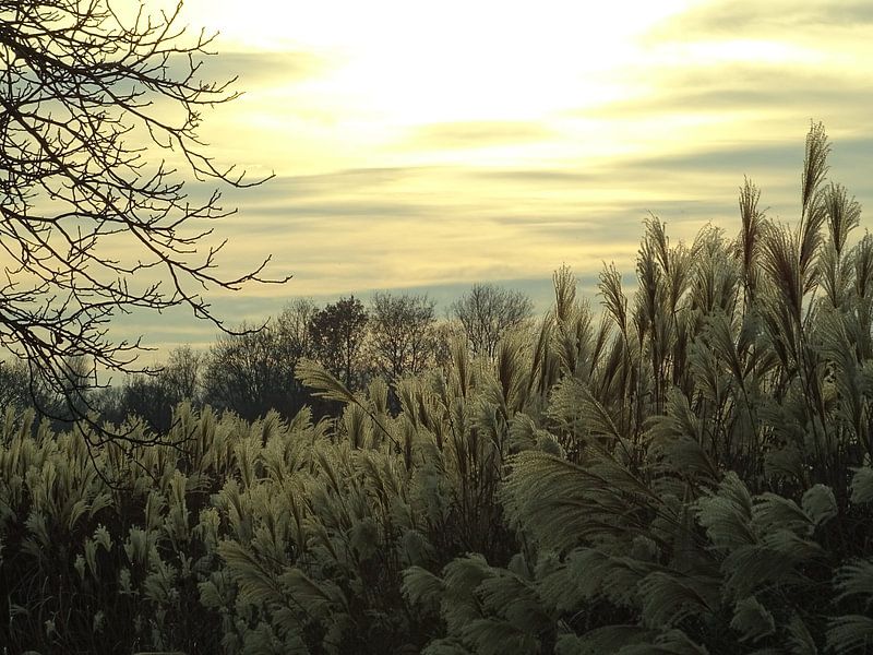 prachtige natuurfoto by Linda Vervoort