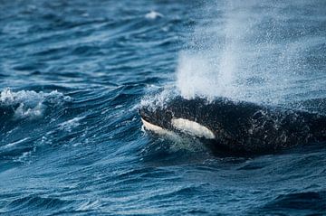 Orca | Killer Whale van Judith Noorlandt