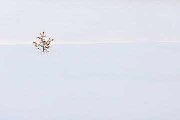 Eenzame den in sneeuw van Marika Huisman fotografie