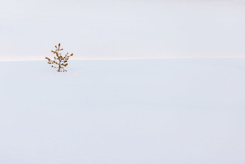 Lone pine in snow by Marika Huisman fotografie