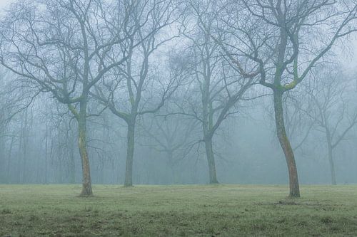 Pastelkleurige Ochtend in een Mistig Wandelpark