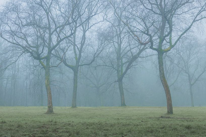 Pastel-coloured Morning in a Misty Walking Park by Zwoele Plaatjes