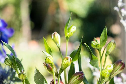 boeket bloem