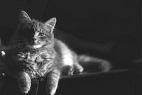 Mimi