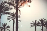 Silhouette palm trees with sunlight in tropical setting | Spain travel photography | Fine art photo 