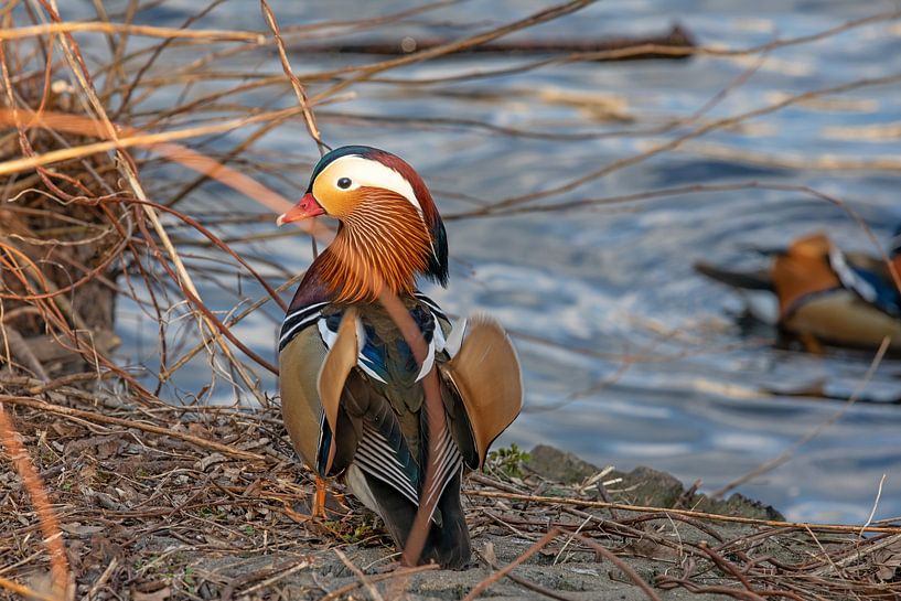 Canard mandarin par t.ART