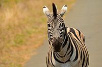 Zebra in the Hluhluwe Imfolozi Park in South Africa