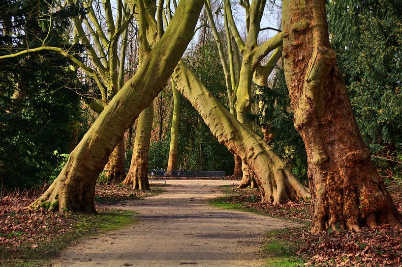 Bomen 20 van Edgar Schermaul