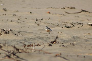 Vogel op strand, Wildcoast, Zuid-Afrika