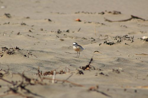 Vogel op strand, Wildcoast, Zuid-Afrika