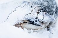 Husky sledehond ingegraven in de sneeuw van Martijn Smeets thumbnail