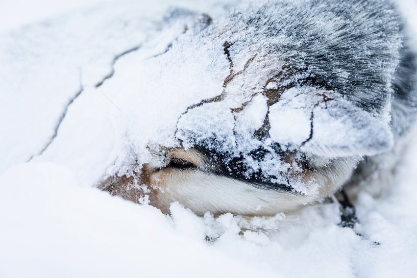 Husky sledehond ingegraven in de sneeuw van Martijn Smeets