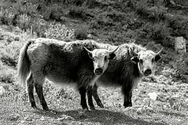 Djuhz in Tibet 2 von Jan van Reij
