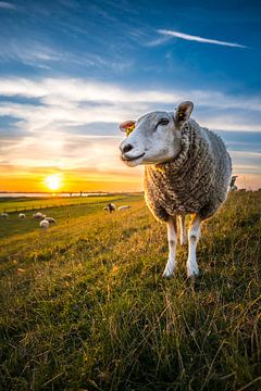 Dike Sheep by thowehey