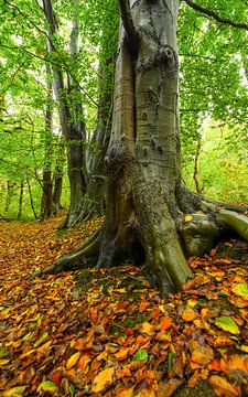 Wald im Herbst von Dirk van Egmond