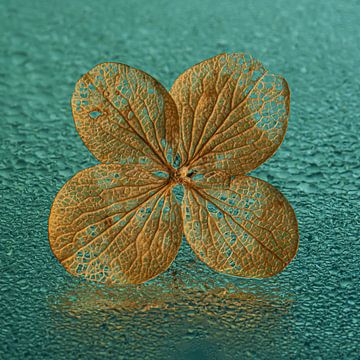 Hydrangea leaf on a watery reflective petrol/turquoise surface by Marjolijn van den Berg