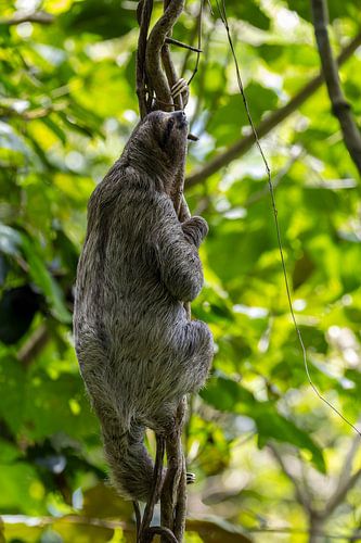 Faultier in einer Weinrebe in Panama von Dennis en Mariska