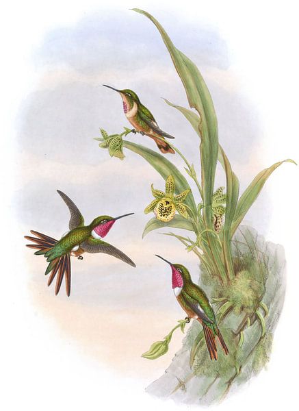 Star du bois de Bryant, John Gould par Hummingbirds
