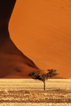 Akazienbaum vor einer hohen Sanddüne in der Namib-Wüste, Namibia von Jan Bouma