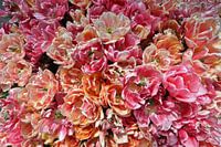 Tulip splendour