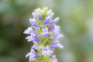weiße und blaue Sommerpracht