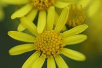 Ma'am in yellow