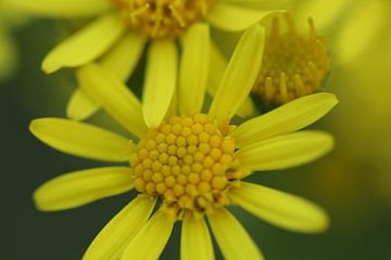 Ma-de-liefste in het geel van FotoKato