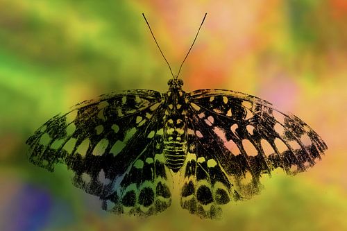 Vlinder | zwart | kleur