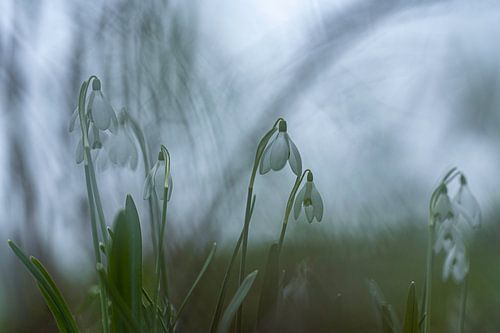 Sneeuwklokjes tijdens een grijze ochtend