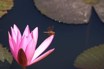 Waterlelie (waterlilly) van Loraine van der Sande