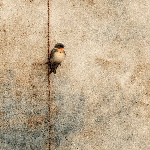 Eenzame kleine vogel